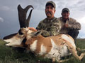 Pronghorn