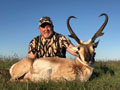 Pronghorn