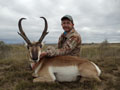 Pronghorn