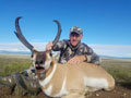 Pronghorn