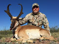 Pronghorn