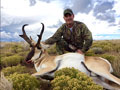 Pronghorn