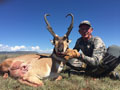 Pronghorn