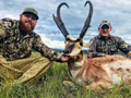 Pronghorn