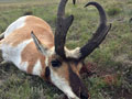 Pronghorn