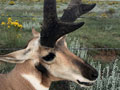 Pronghorn