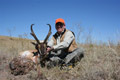 Pronghorn