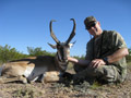 Pronghorn