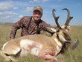 Pronghorn