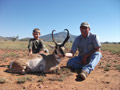 Pronghorn