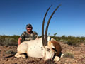 Scimtar Oryx