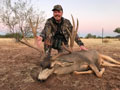 Sonora, Mexico Mule Deer