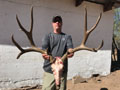 Sonora, Mexico Mule Deer