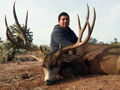 Sonora, Mexico Mule Deer