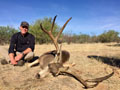 Sonora, Mexico Mule Deer