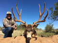 Sonora, Mexico Mule Deer