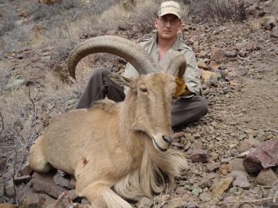 2011-12-Aoudad-21.jpg