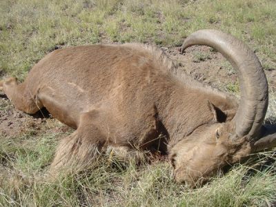 2011-12-Aoudad-25.jpg