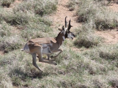 2011-Pronghorn-4.jpg