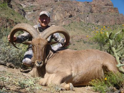 aoudad-2.jpg