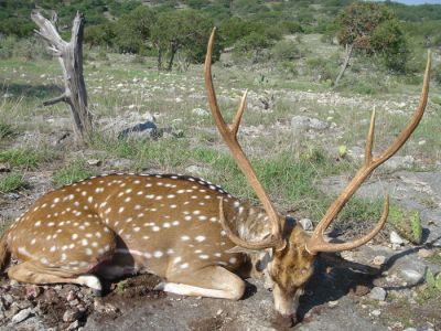 fraxisdeer04.jpg