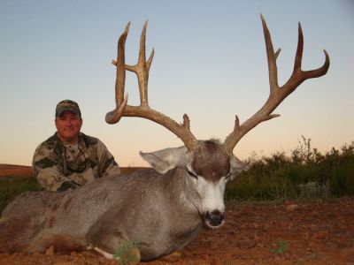 texasmuledeer33.jpg