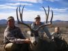 texasmuledeer01.jpg