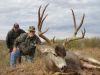 texasmuledeer05.jpg