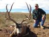 texasmuledeer08.jpg